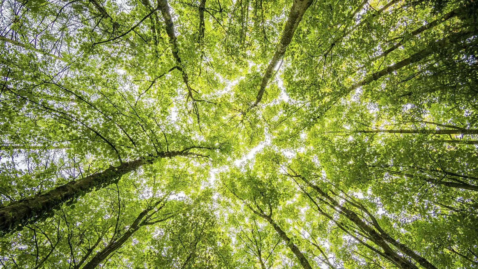 Coroane de arbori văzute de jos, spre cer